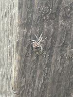 IMG_0231.jpeg