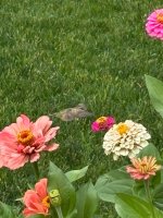 IMG_4318.jpeg IMG_4318.jpeg
