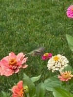 IMG_4317.jpeg IMG_4317.jpeg
