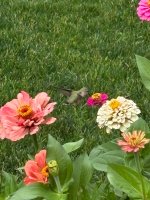 IMG_4315.jpeg IMG_4315.jpeg