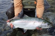 MA9 Wild Coho Release(8_2_2026).jpg