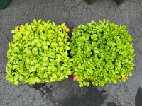 IMG_7777.jpeg