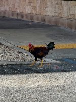 IMG_8735.jpeg