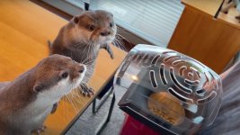 Otters.jpg