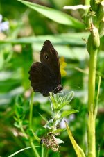 DSC_8347.jpeg