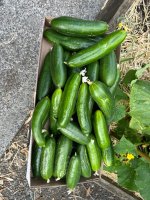 IMG_2288.jpeg