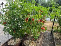 IMG_2289.jpeg