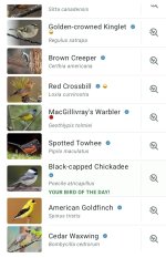 Screenshot_20260812_130502_Merlin Bird ID.jpg