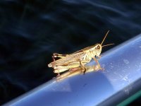 A01HopperD301.jpg A01HopperD301.jpg