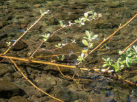A08DamselflyTreeP8110040.png A08DamselflyTreeP8110040.png
