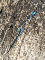 A09DamselflyPairP8110050.png A09DamselflyPairP8110050.png