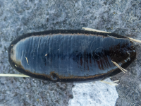 A11FreshwaterLeechP8110061.png A11FreshwaterLeechP8110061.png