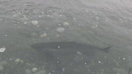 Chinook Swimming along Beach.gif