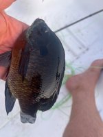 IMG_8345.jpeg