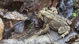 IMG_0281.jpeg