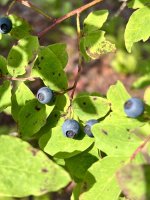 IMG_7472.jpeg