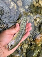 IMG_7322.jpeg