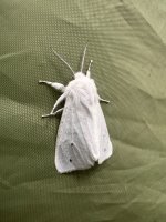 IMG_2519.jpeg