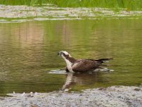 005-Osprey-082126-3.jpg