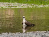 008-Osprey-082126-2.jpg