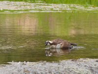020-Osprey-082126-2.jpg