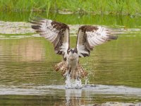 023-Osprey-082126-2.jpg