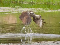 024-Osprey-082126-2.jpg