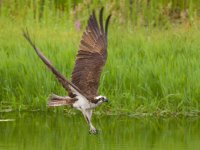 030-Osprey-082126-2.jpg
