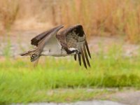 037-Osprey-082126-2.jpg