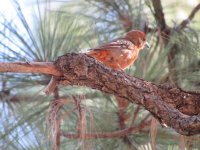 hepatic tanger.JPG
