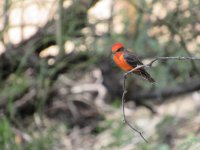 vermillion fly catcher.JPG