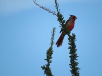 Pyrrhuloxia.JPG