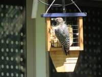 Gila woodpecker.JPG