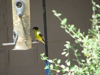lesser goldfinch.JPG