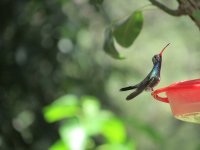 broadbilled.JPG