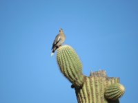 whte winged dove.JPG