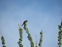 black throated sparrow.JPG