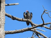 turkey vulture.JPG