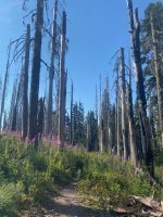 IMG_5526.jpeg