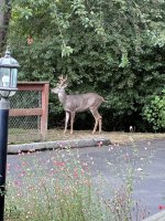 IMG_1617.jpeg