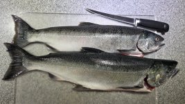 Hatchery Coho MA9.jpg