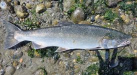 Coho Buck MA9.jpg