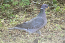 BandtailPigeon2C2A3711.png BandtailPigeon2C2A3711.png