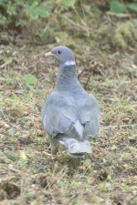 BandtailPigeon2C2A3713.png BandtailPigeon2C2A3713.png