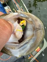 IMG_3115.jpeg
