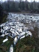 chum waste.jpg