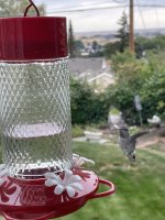 IMG_8134.jpeg
