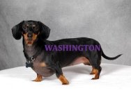 dachshundW.jpg