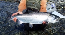 Thick Wild Coho Buck 2.jpg