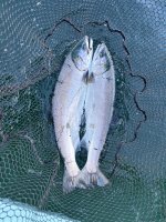IMG_5248.jpeg